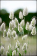 Grass