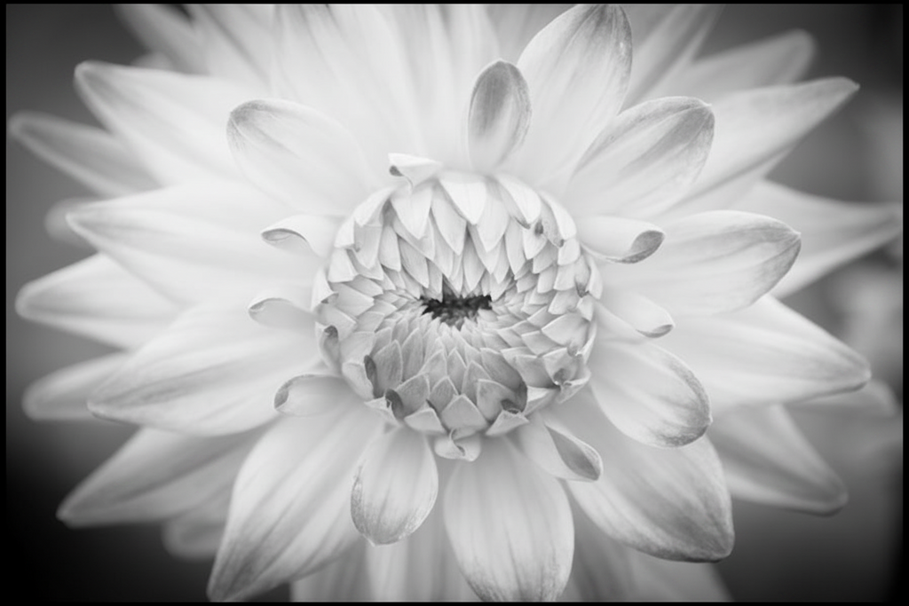 White flower