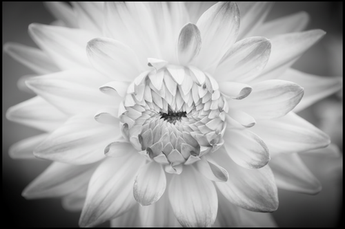 White flower
